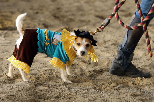 Animal shots of the week